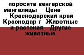 поросята венгерской мангалицы  › Цена ­ 8 000 - Краснодарский край, Краснодар г. Животные и растения » Другие животные   . Краснодарский край,Краснодар г.